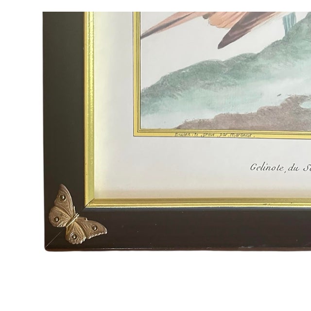 Wood Pair of Chelsea House French Ornithological Bird Prints Featuring a Wood Grouse & a Blue & Yellow Macaw, in Ebony Frames With Brass Butterfly Corners For Sale - Image 7 of 10