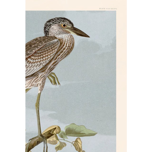 Illustration Yellow Crowned Heron Print in Black Veneer With Silver Edge Moulding, After Audubon For Sale - Image 3 of 8