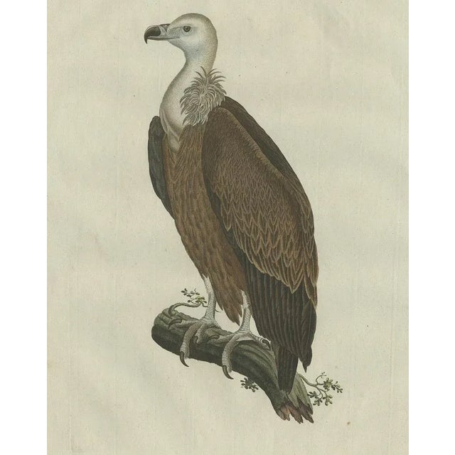 After Sepp & Nozeman, Vulture, 1770, Print For Sale - Image 4 of 7