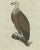 After Sepp & Nozeman, Vulture, 1770, Print For Sale - Image 4 of 7