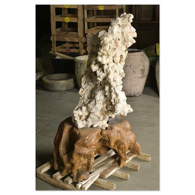 Calcite Concretion on Teak Root Base For Sale - Image 3 of 9