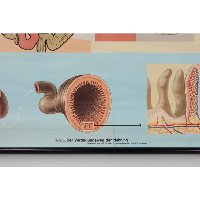 Mid-Century School Map of Digestion, Germany, 1960s For Sale - Image 6 of 12