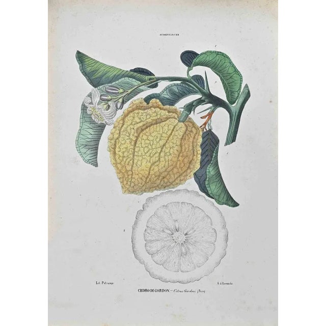 Lithograph hand watercolored. Belongs to the Series "Atlante di Botanica popolare ossia Illustrazione di Piante Notevoli...