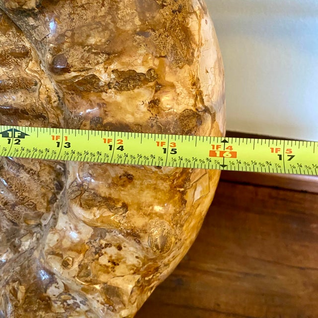 Large Ammonite Fossil Unique Accent For Sale - Image 14 of 16
