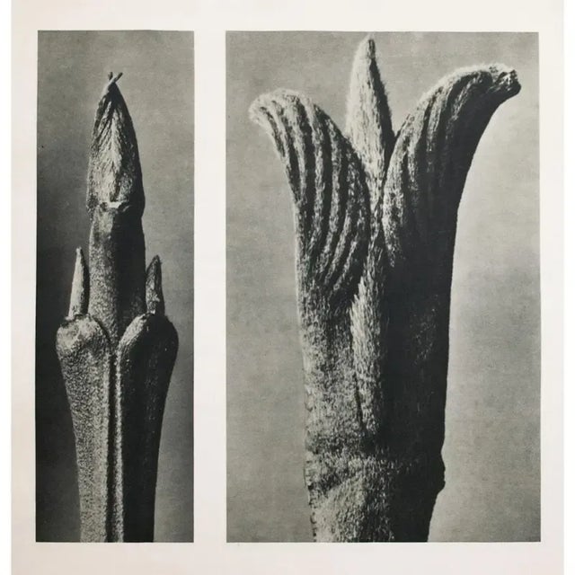 1935 Karl Blossfeldt Two-Sided Photogravure N9-10 | Chairish