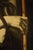 Andrea Solario follower of Ecce Homo Solario, Portrait Composition, 1600, Oil on Canvas For Sale - Image 10 of 16