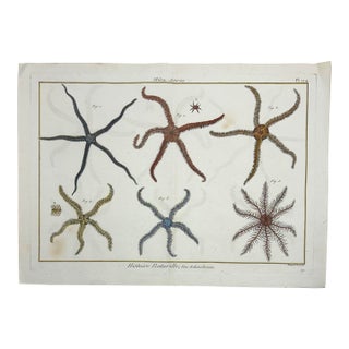 Star Fish Echinodermes Original Print From Historie Naturelle, 1791 For Sale