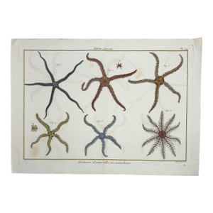 Star Fish Echinodermes Original Print From Historie Naturelle, 1791