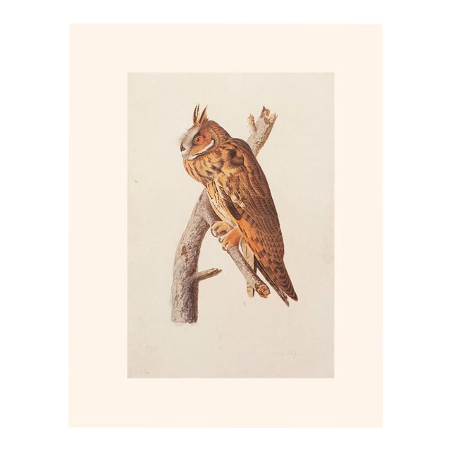 Long-Eared Owl After John J. Audubon, 1966 Cottage Print For Sale