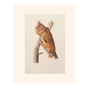 Long-Eared Owl After John J. Audubon, 1966 Cottage Print