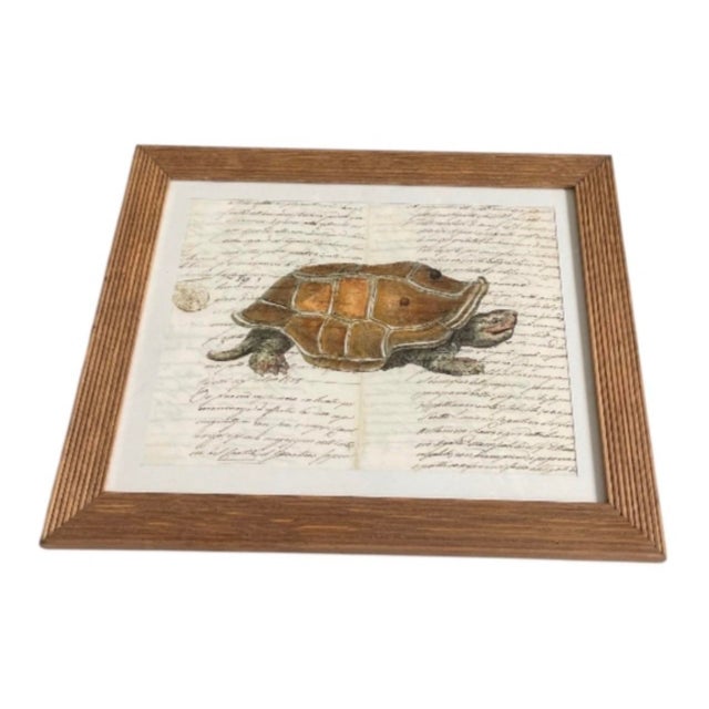 Vintage Natural History Turtle Illustration Framed Print For Sale - Image 4 of 12