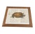 Vintage Natural History Turtle Illustration Framed Print For Sale - Image 4 of 12