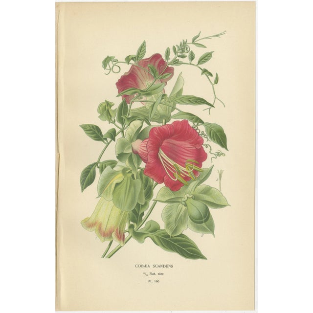 Ladder and Cup-and-Saucer Vine, 1897, Paper, Set of 2 For Sale - Image 3 of 4