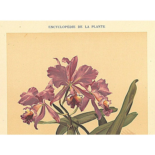 This is one of a small grouping of RARE antique 1903 French botanicals that we recently purchased. It features the...