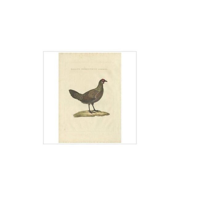 Antique print titled 'gallus domesticus foemina'. The chicken (gallus gallus domesticus) is a type of domesticated fowl, a...