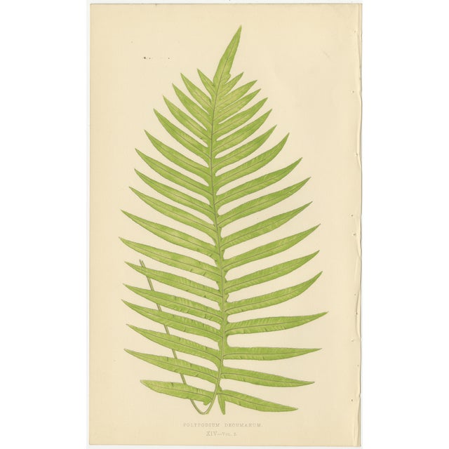 E.J. Lowe, Tropical Fern Lithograph Collection, 1856, Paper, Set of 6 For Sale - Image 4 of 10