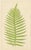 E.J. Lowe, Tropical Fern Lithograph Collection, 1856, Paper, Set of 6 For Sale - Image 4 of 10