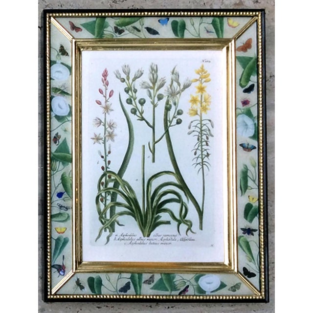 Botanical Splendor- Johann Weinmann Botanical Framed Engravings- A Set of Twelve (12) For Sale - Image 4 of 13