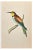 Alexander Francis Lydon, Bee-Eater, Woodcut Print, 1870 For Sale