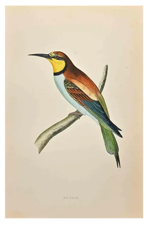 Alexander Francis Lydon, Bee-Eater, Woodcut Print, 1870