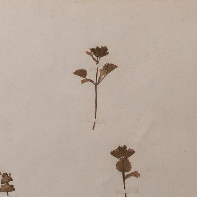 Wood Japanese Pressed Wildflower Art, 1931 For Sale - Image 7 of 8