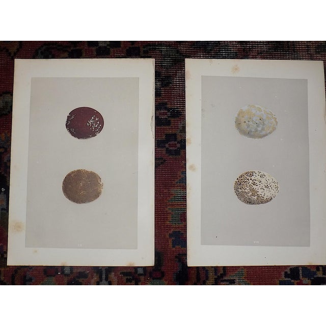 Chestnut Antique 19th Century Hand Colored Birds of Prey Egg Lithographs - Set of 9 For Sale - Image 8 of 11