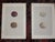 Chestnut Antique 19th Century Hand Colored Birds of Prey Egg Lithographs - Set of 9 For Sale - Image 8 of 11
