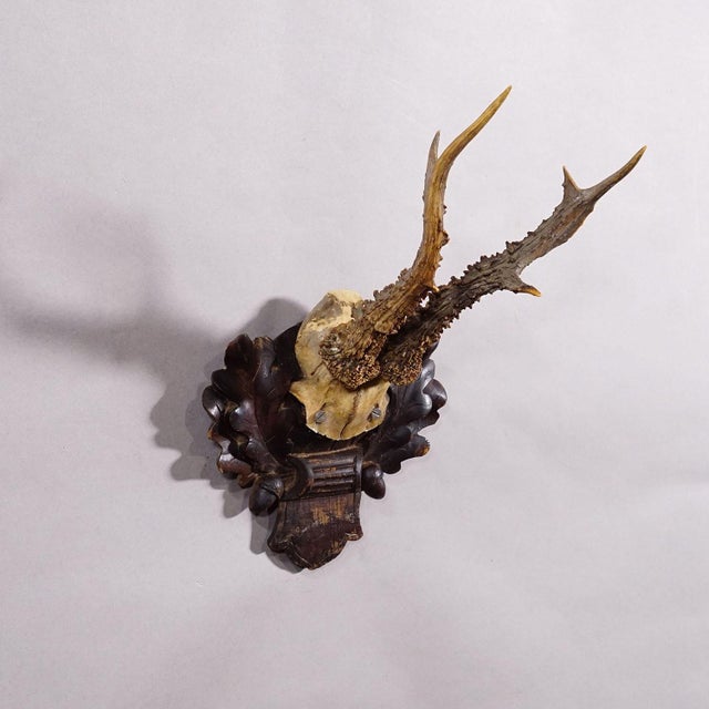 Rustic European Antique Black Forest Red Deer Trophy on Carved Plaque - Germany 1910 For Sale - Image 3 of 5