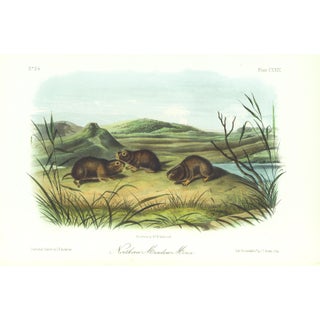 1854 Audubon Quadruped Octavo Lithograph "Plate 129 Northern Meadow Mouse" For Sale