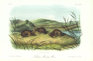 1854 Audubon Quadruped Octavo Lithograph "Plate 129 Northern Meadow Mouse"