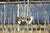 Silver Florian Schulz "Mesa 24" Chandelier For Sale - Image 8 of 8