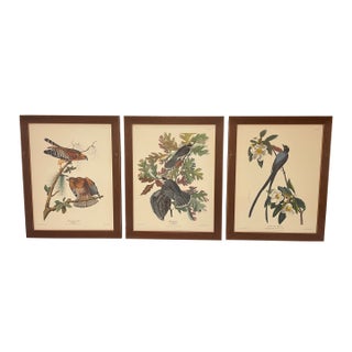 Early 19th Century Set of 3 Vintage J J Audubon Bird Prints by R Havell For Sale