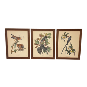 Early 19th Century Set of 3 Vintage J J Audubon Bird Prints by R Havell