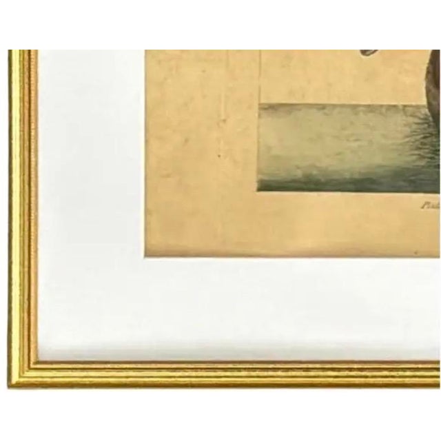 Mark Catesby Engraving, "The Pied-Billed Grebe", Framed For Sale - Image 4 of 9