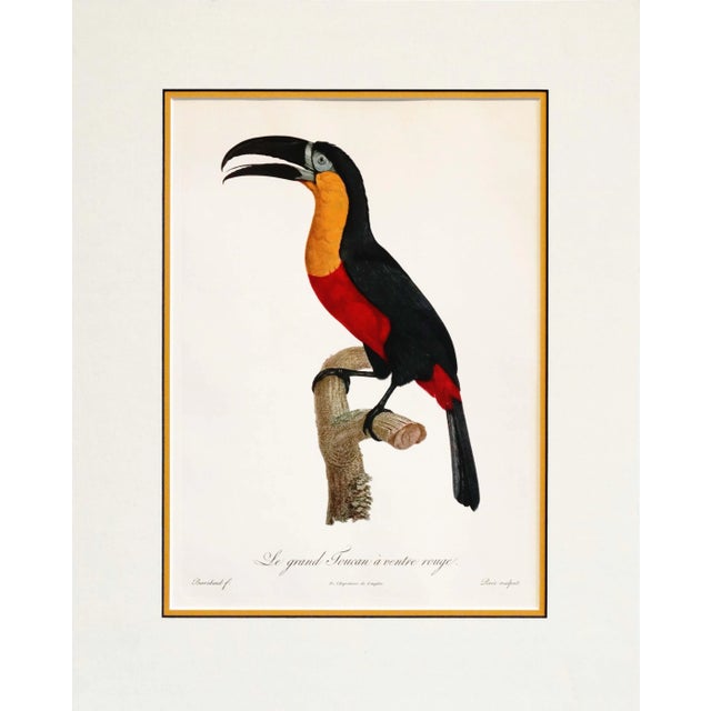 1960s 1960s French Bird Print, Jacques Barraband, Grand Toucan Ventre Rouge (Large Toucan, Red Chest) For Sale - Image 5 of 5