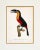 1960s 1960s French Bird Print, Jacques Barraband, Grand Toucan Ventre Rouge (Large Toucan, Red Chest) For Sale - Image 5 of 5