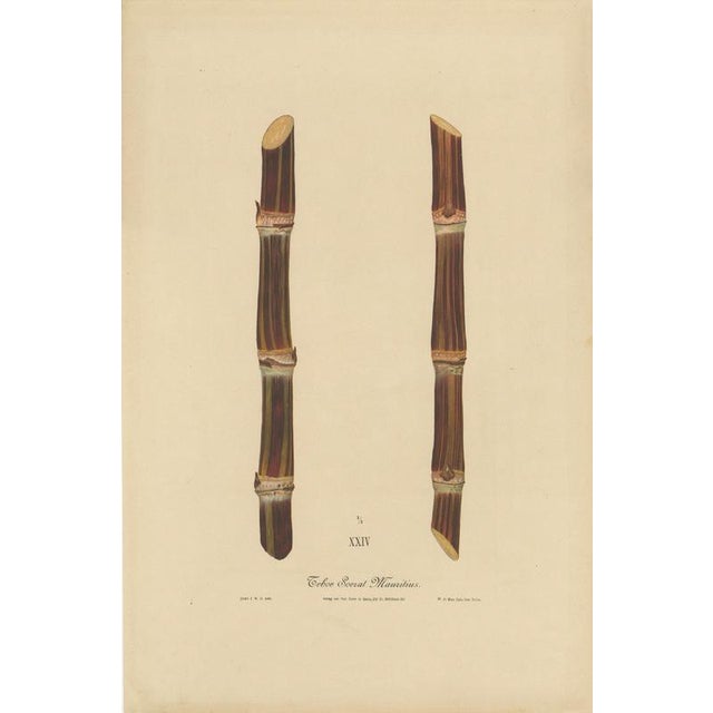 Antique sugarcane chromolithograph, teboe soerat mauritius, java 1892 this large chromolithographic plate depicts a single...