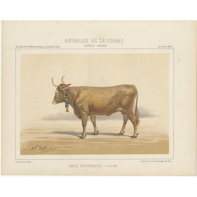 Charles Olivier de Penne, Béarnaise Cow with Bell Collar, French Cattle, 1863, Chromolithograph For Sale - Image 3 of 9
