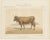 Charles Olivier de Penne, Béarnaise Cow with Bell Collar, French Cattle, 1863, Chromolithograph For Sale - Image 3 of 9