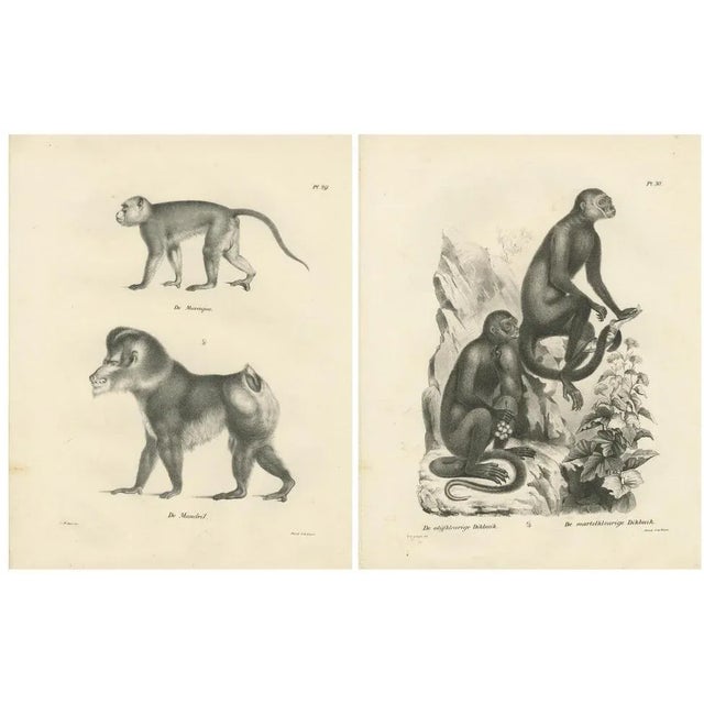 C. C. Last, Macaque, Mandrill & Dikbuik Monkeys, Lithographs, 1836, Set of 2 For Sale - Image 11 of 11