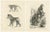 C. C. Last, Macaque, Mandrill & Dikbuik Monkeys, Lithographs, 1836, Set of 2 For Sale - Image 11 of 11