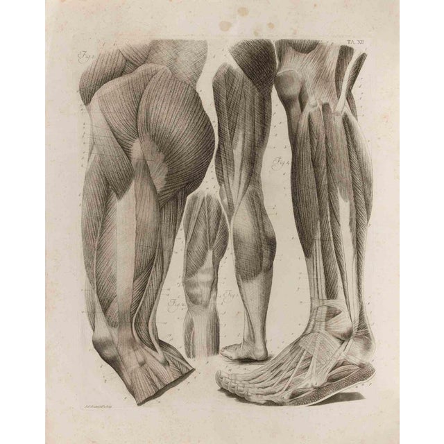 Paolo Mascagni, Anatomy, Plate 12, Etching, 1810 For Sale - Image 3 of 3