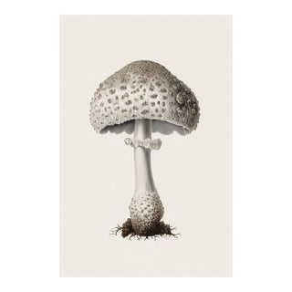 6" X 9" 'Lead-Grey Puffball' or 'Bovista Plumbea' Mushroom - Original Botanical Herbarium Watercolor & Pencil Fine Art Print For Sale