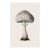 6" X 9" 'Lead-Grey Puffball' or 'Bovista Plumbea' Mushroom - Original Botanical Herbarium Watercolor & Pencil Fine Art Print For Sale