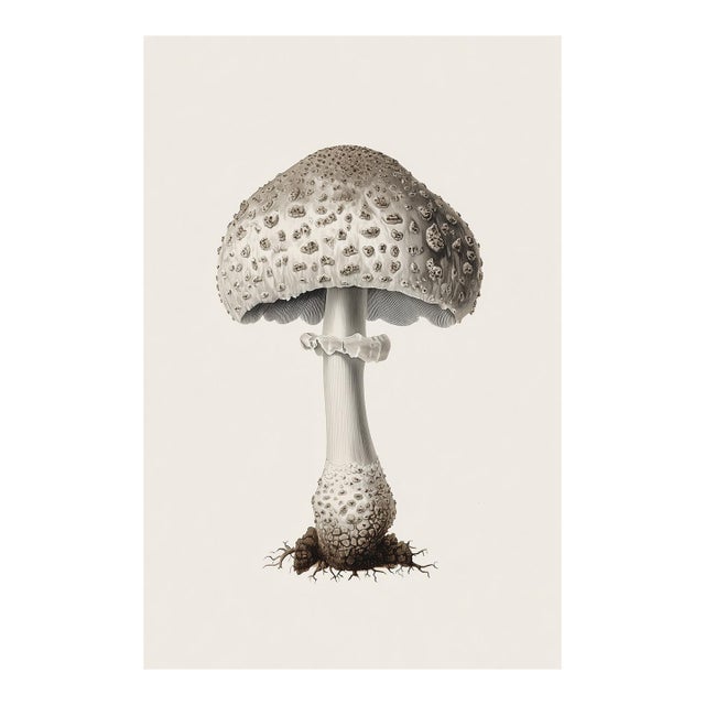 'Lead-Grey Puffball' (Bovista Plumbea) - Mushroom Botanical Print | Natural History | Fine Art Print For Sale