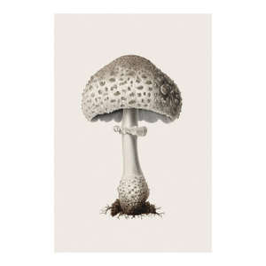 'Lead-Grey Puffball' (Bovista Plumbea) - Mushroom Botanical Print | Natural History | Fine Art Print