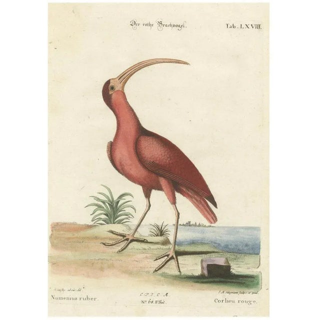 Johann Michael Seligmann, Red Curlew, 1770, Hand-Colored Engraving For Sale - Image 9 of 9