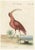 Johann Michael Seligmann, Red Curlew, 1770, Hand-Colored Engraving For Sale - Image 9 of 9