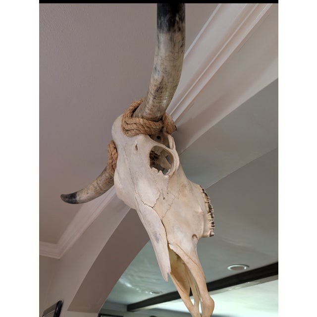 2010s Authentic Texas Longhorn Skull For Sale - Image 5 of 6