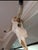 2010s Authentic Texas Longhorn Skull For Sale - Image 5 of 6